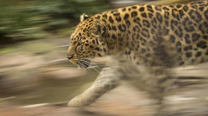 Indian brothers escape leopard after smacking birthday cake on its face