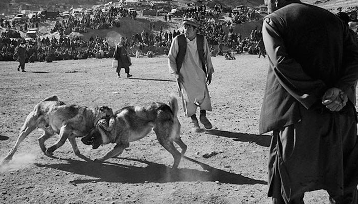 Photo showing two dogs locking horns during a dogfighting event — File.