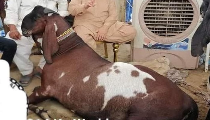 Sher Dil, the goat weighing more than 300 kilogrammes, could be seen sitting next to its owners at a cattle market. Photo: File.