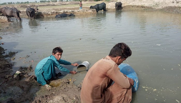 Two people filling contaminated water in containers from a pond, while some buffalos could be seen submerged in the same water. Photo: Geo News