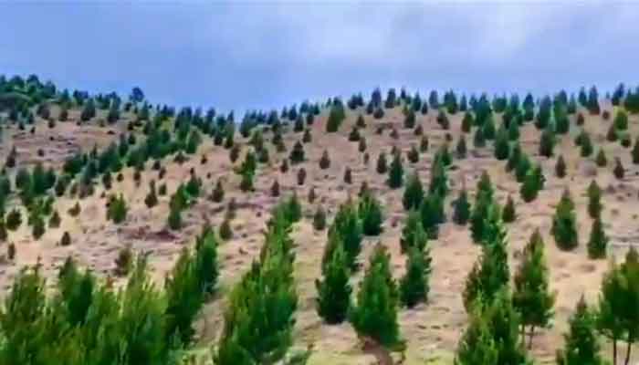 A view of the land in Matta, Swat, which is no longer barren, as shared by Prime Minister Imran Khan on Twitter, July 11, 2021.