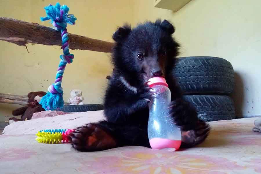 A six-month-old Asian black bear cub named Daboo is seen after rescued, at the premises of Wildlife Management Board in Islamabad, Pakistan, June 4, 2021. — Anees Hussain/Islamabad Wildlife Management Board (IWMB)/Handout via Reuters