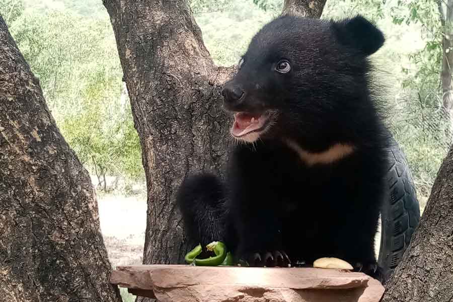 A six-month-old Asian black bear cub name Daboo, is seen playing after rescued, at the premises of Wildlife Management Board in Islamabad, Pakistan July 1, 2021. — Anees Hussain/Islamabad Wildlife Management Board (IWMB)/Handout via Reuters