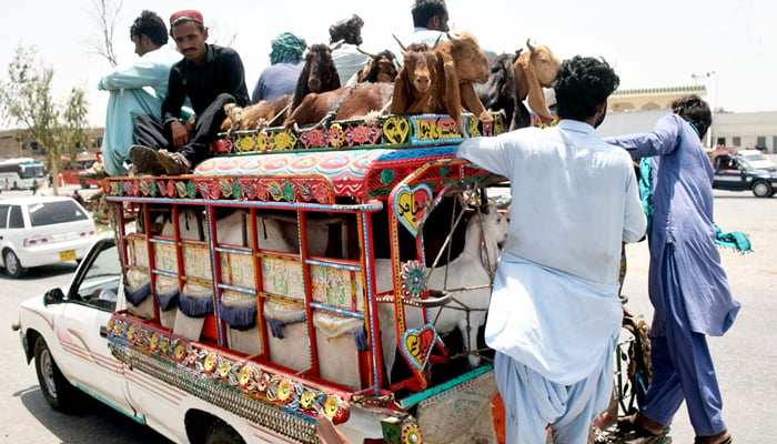 A large number of animals can be seen at the weekly animal market ahead of Eidul Adha in Hyderabad, on July 7, 2021. — INP