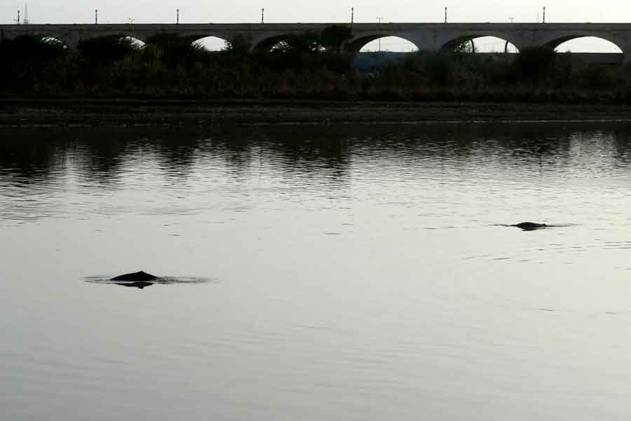 24 مارچ 2021 کو لی گئی اس تصویر میں ، جنوبی صوبہ سندھ سکھر کے قریب دریائے سندھ کے کنارے ڈولفن تیرتے ہیں۔  - اے ایف پی