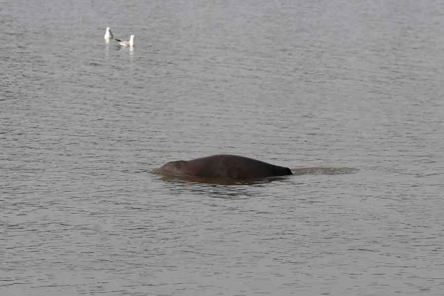 In this photograph taken on March 24, 2021, a dolphin swims along the Indus river near the southern Sindh province city of Sukkur. — AFP