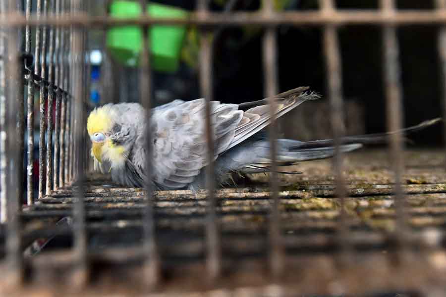 In this photograph taken on July 14, 2021 a bird is seen in a cage inside a closed pet shop in Dhaka. — AFP