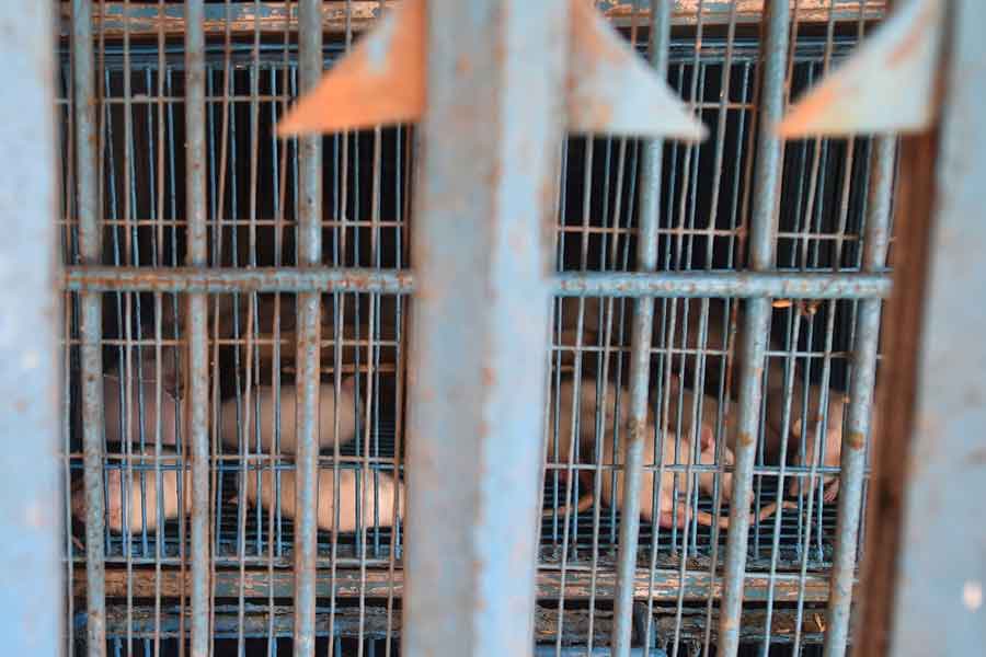 In this photograph taken on July 14, 2021 mice are seen in a cage inside a closed pet shop in Dhaka. — AFP