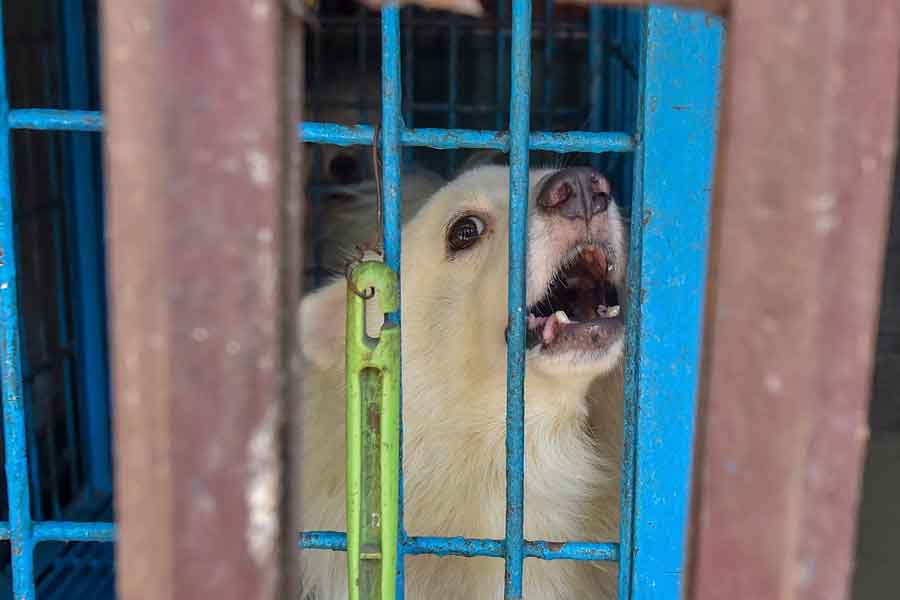 In this photograph taken on July 14, 2021 a dog is seen in a cage inside a closed pet shop in Dhaka. — AFP