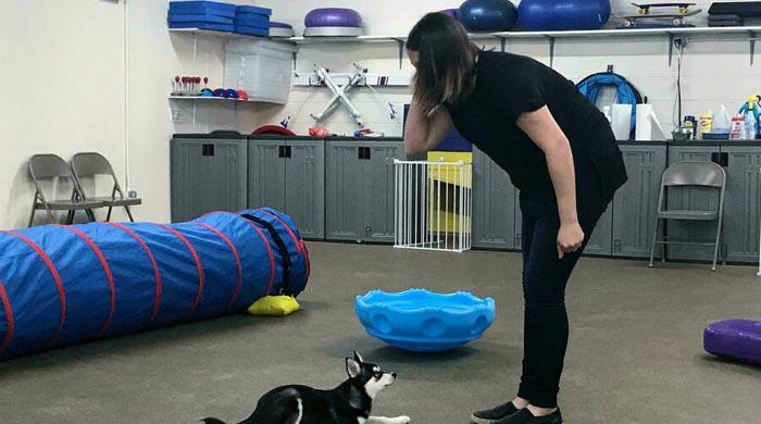 WATCH: Post-pandemic separation from owners is a dog's life