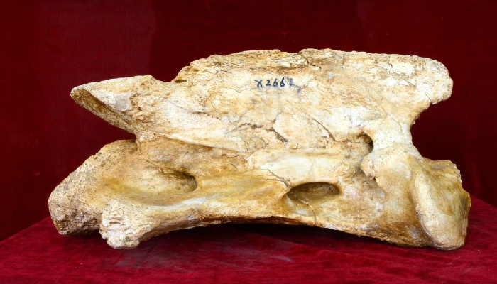 The fossilized skull of the largest land mammal,