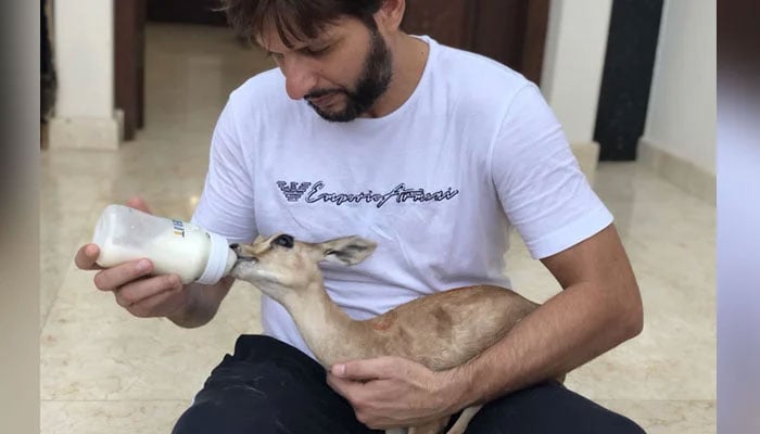 Shahid Afridi feeding a calf. File photo