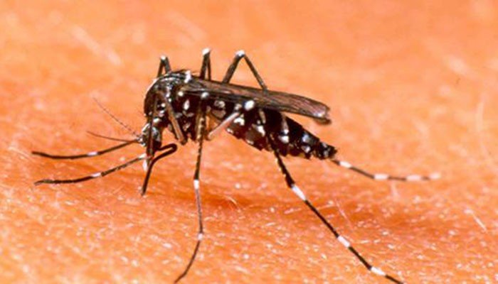 Close-up image of a mosquito. Photo: File.