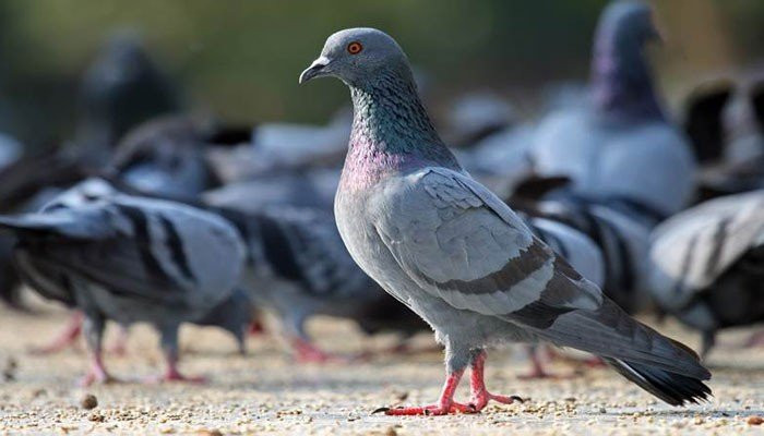 Properti senilai crores rupee dinamai burung