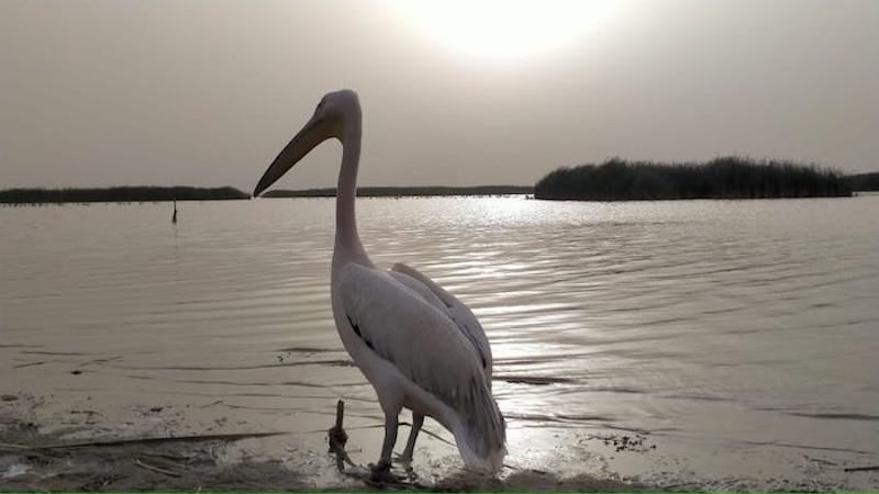 One of Pakistan’s largest freshwater lakes is now heavily polluted