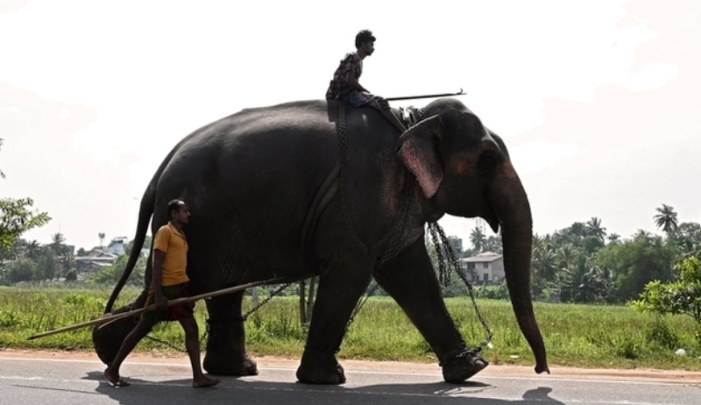 A mahout rides an elephant along a road in Piliyandala, a suburb of Sri Lanka’s capital Colombo. Photo: AFP