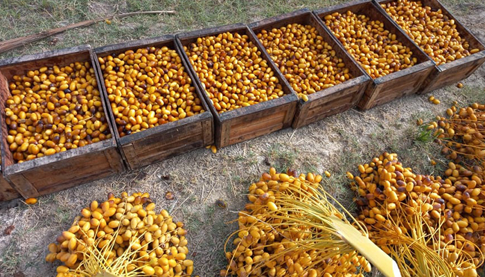 Half-ripe dates called “dung” are being packed in the farm in Sindh’s Khairpur district, on August 8, 2021. — Picture by author