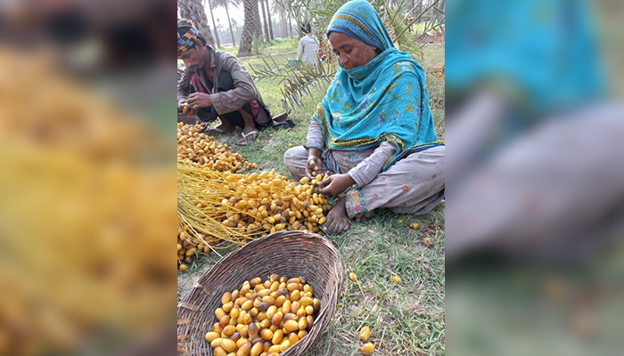 Pervezan working in a date-growing farm in Sindh’s Khairpur district, on August 8, 2021. — Picture by author