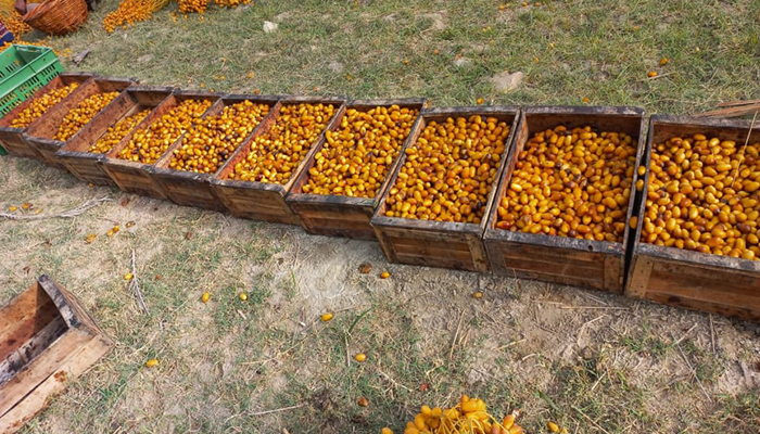 Half-ripe dates called “dung” are being packed in the farm in Sindh’s Khairpur district, on August 8, 2021. — Picture by author