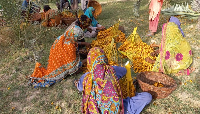 Pervezan working with other women at a date-producing farm in Sindh’s Khairpur district, on August 8, 2021. — Picture by author