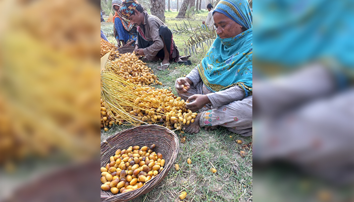 Pervezan working in a date-growing farm in Sindh’s Khairpur district, on August 8, 2021. — Picture by author
