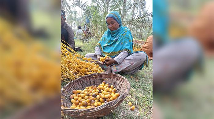 The women building Pakistan’s date trade