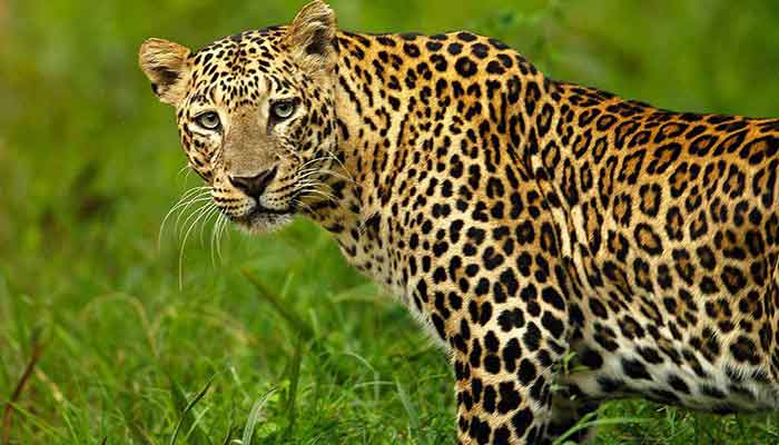 Leopard attacks model during photoshoot, suffers severe injuries