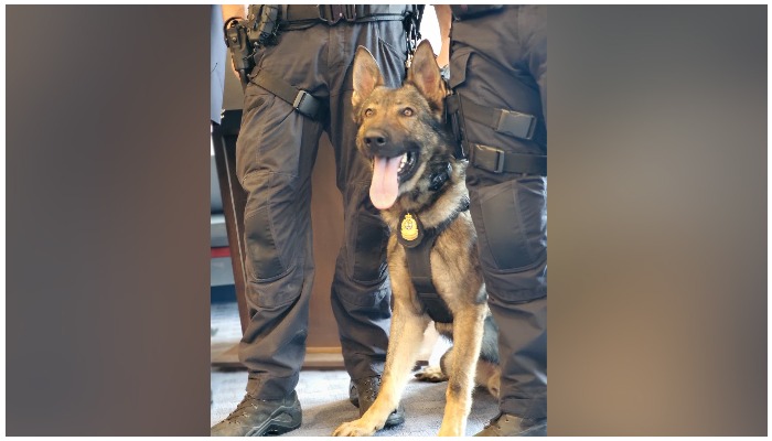 Vancouver police say Mando was bitten by a suspect during an operation to arrest the suspect. Photo Vancouver police