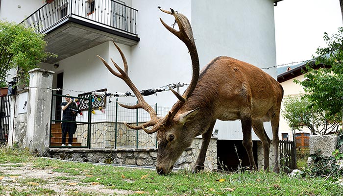 A man takes a photo of a wild stag as it is eating in a private garden of a house in Villetta Barrea, Italy August 25, 2021. — Reuters/File