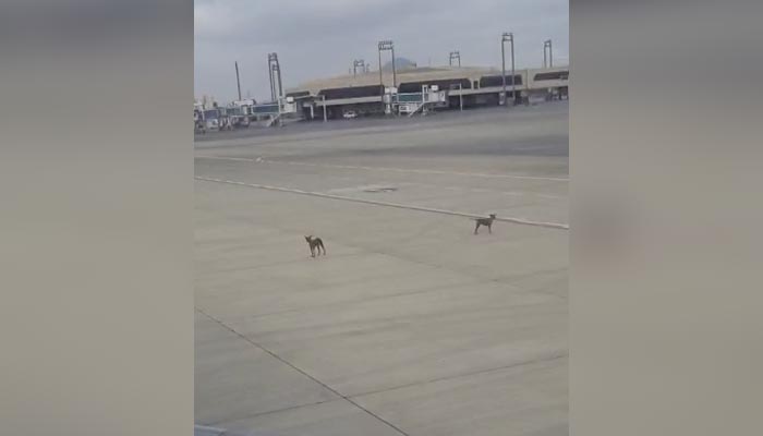 Stray dogs can be seen at the Karachi airports runway.