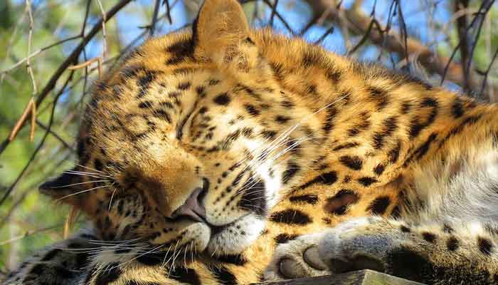 An Amur leopard, native to southeastern Russia and northern China. — Stock image courtesy wallpaperflare.com