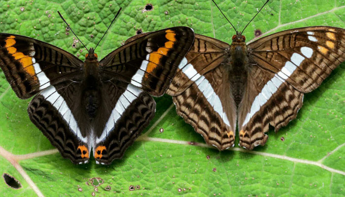 Fotografer Kolombia mendokumentasikan berbagai jenis kupu-kupu terbesar di dunia