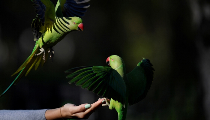 Parakeets compete for food from a visitor in St. Jamess Park in London, February 27, 2019. — Reuters/File