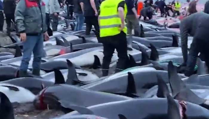 Screengrab from Reuters video shows more than 1,000 Atlantic white-sided dolphins on the beach at Skálabotnur beach in the Danish Faroe Islands.