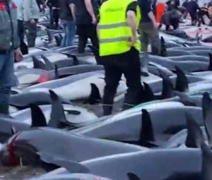 Outcry as Faroe Islands slaughter 1,400 dolphins in a day