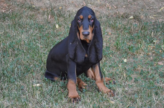 what dog has the longest ears