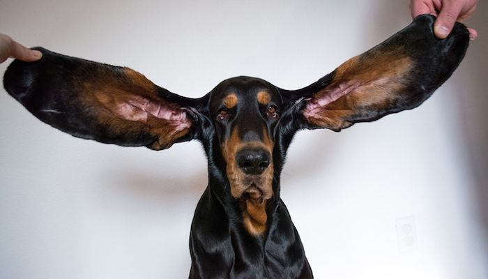 Lou is a black and tan coonhound from Oregon, USA. Photo: Courtesy Guinness World Records