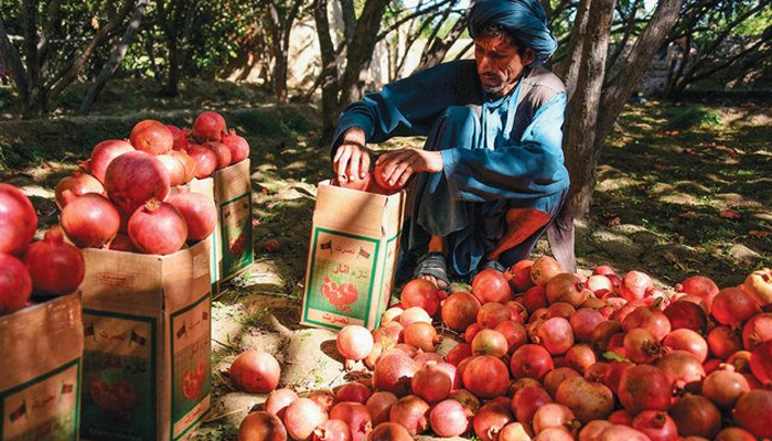 In Kandahar, a medium-sized pomegranate goes for the equivalent of about 15 US cents, but by the time the fruit reach Kabul they cost about three times that. — AFP/File