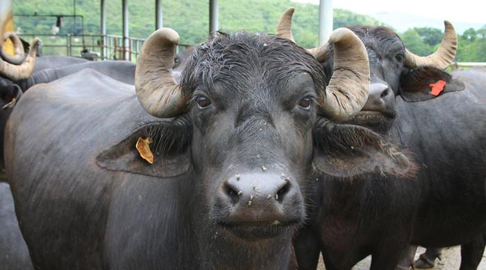 Pray five times a day, plant 40 trees: Court's unique sentencing for 3 men over buffalo deaths