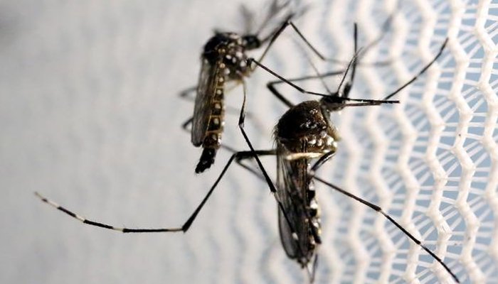 Aedes aegypti mosquitoes are seen inside Oxitec laboratory in Campinas, Brazil. — Reuters/Files