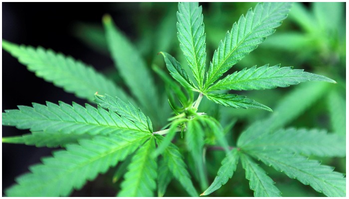 Marijuana plants are displayed for sale at Canna Pi medical marijuana dispensary in Seattle, Washington, November 27, 2012. Reuters/Anthony Bolante