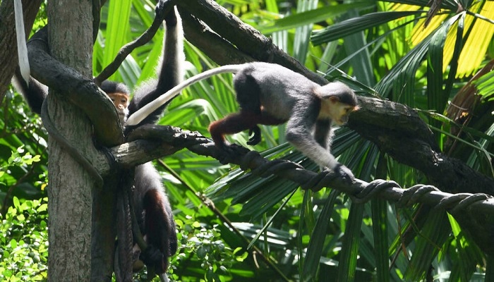 A baby douc langur walks along a branch at the Singapore Zoo. Photo: AFP