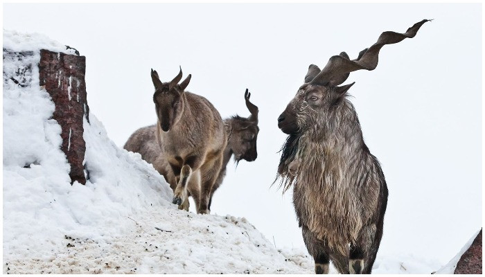 Markhor trophy hunting permit auctioned at record price - Vimarsana News
