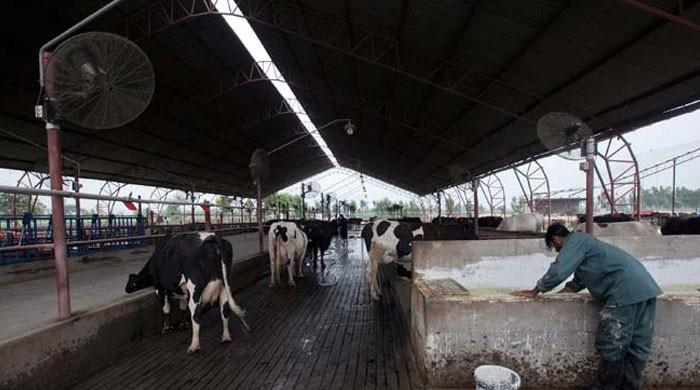 Not the cream of the crop: Pakistan's dairy woes 