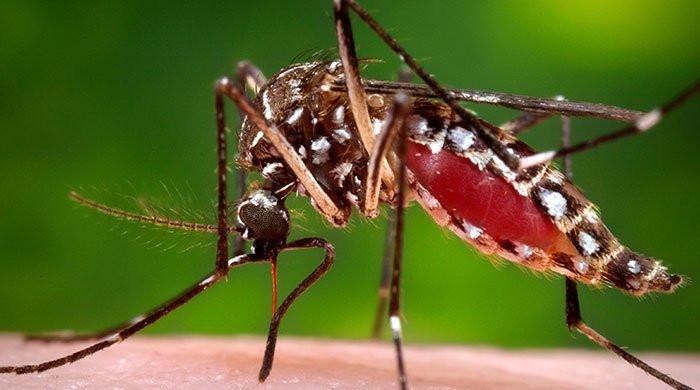 Dengue claims three lives in Karachi, six in Punjab