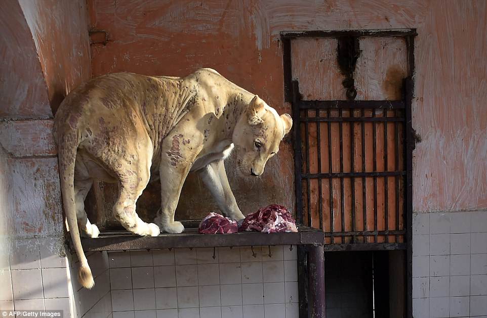 A lioness in a cage at Karachi Zoo. Photo: AFP