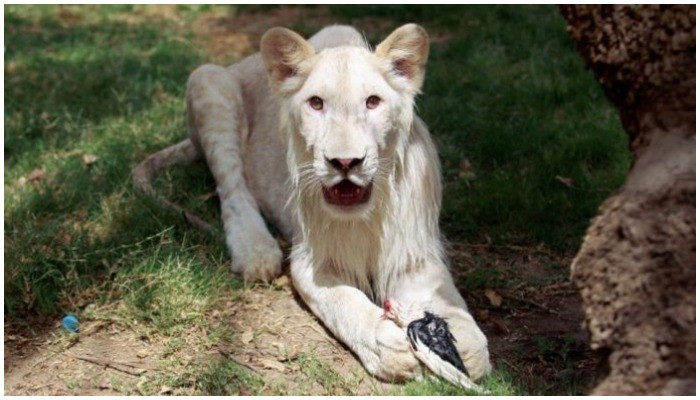 Singa putih langka mati di Kebun Binatang Karachi