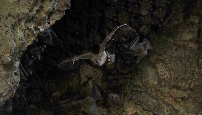 A bat and her pup flying in a cave north of the Tel Aviv Sasha Danilovich University of Tel Aviv. AFP