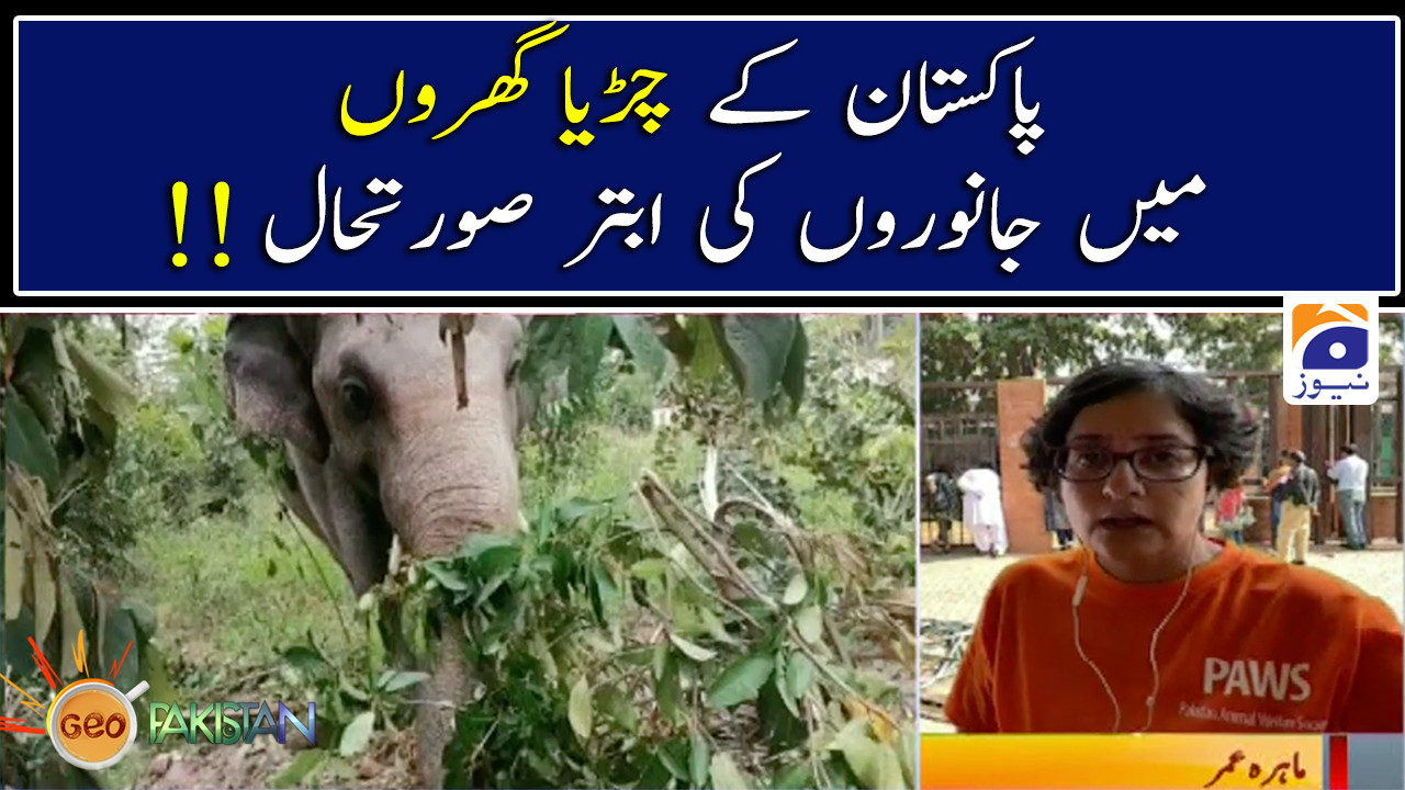 The plight of animals in Pakistan's zoos !! Geo Pakistan TV Shows