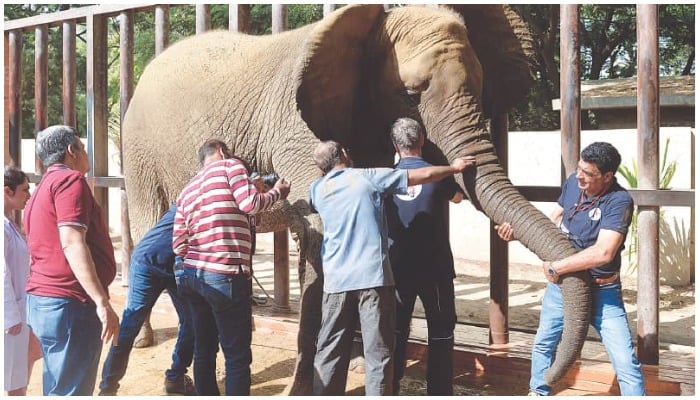 Experts examine one of the two female elephants at Karachi Zoological Gardens on Monday.—AFP